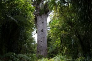 Tane-Mahuta-Kauri-Tree-Waipoa-Forest