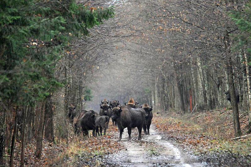 a-meeting-on-road-in-the-primaeval-forest-in-Bialowieza-Forest